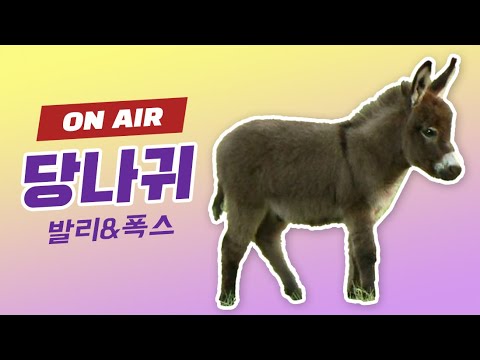 리니지 발리 당나귀 으...ㅠ#발리서버 #폭스서버