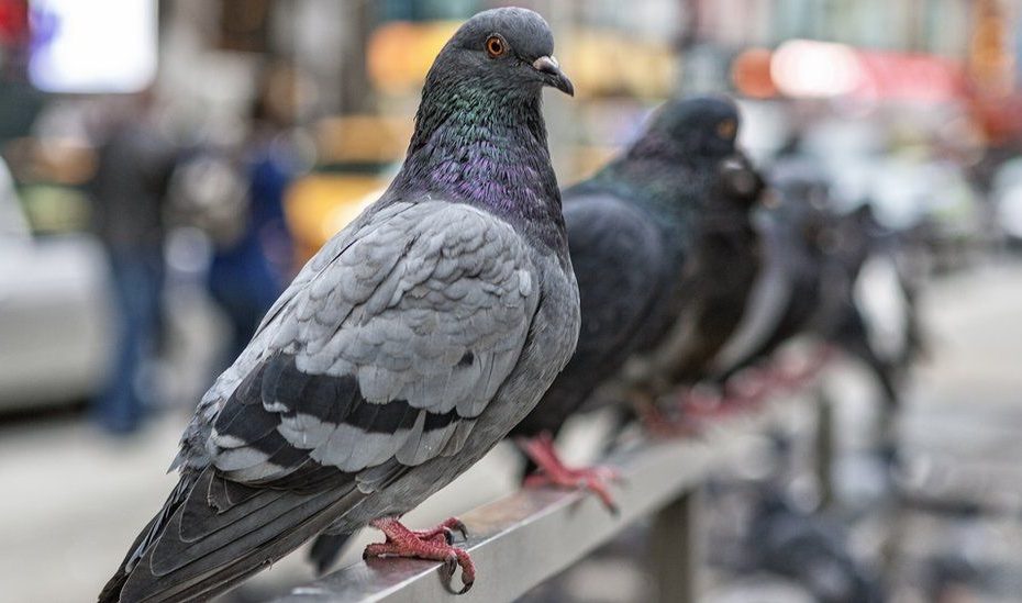 Pigeon Droppings Health Risk - Should You Worry? - Bbc News