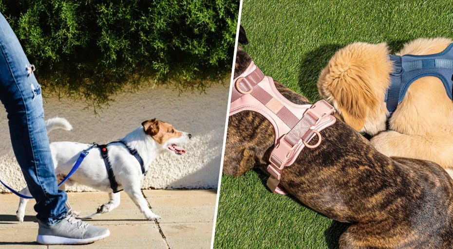 7 Best Dog Harnesses To Shop In 2023, According To Experts