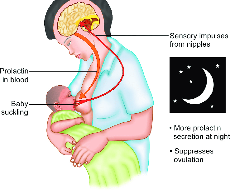 can-you-get-your-period-while-breastfeeding-what-you-need-to-know