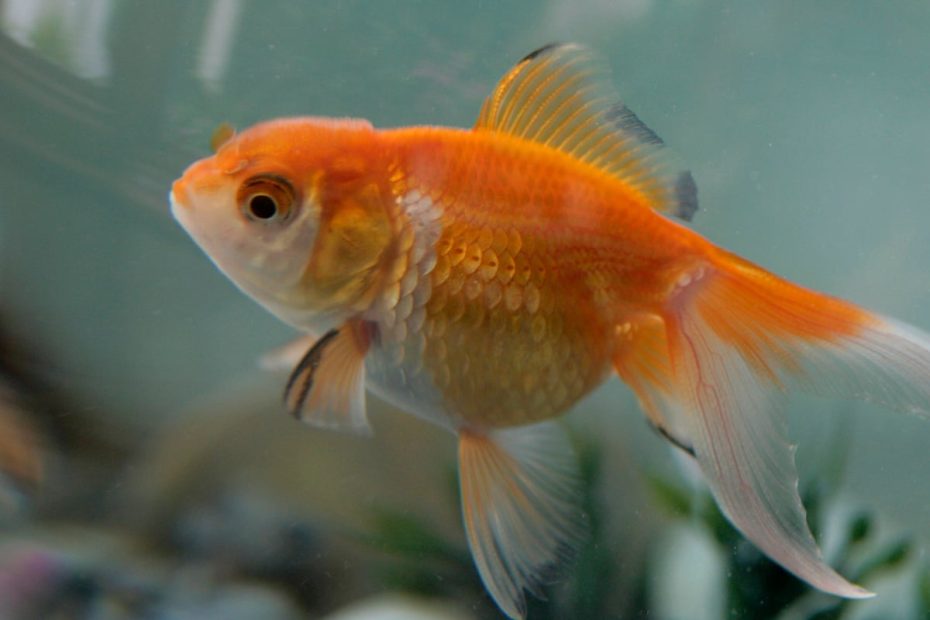 Going For Gold: Pet Firm Reports Resurgence In Fish-Keeping | Pets At Home  | The Guardian