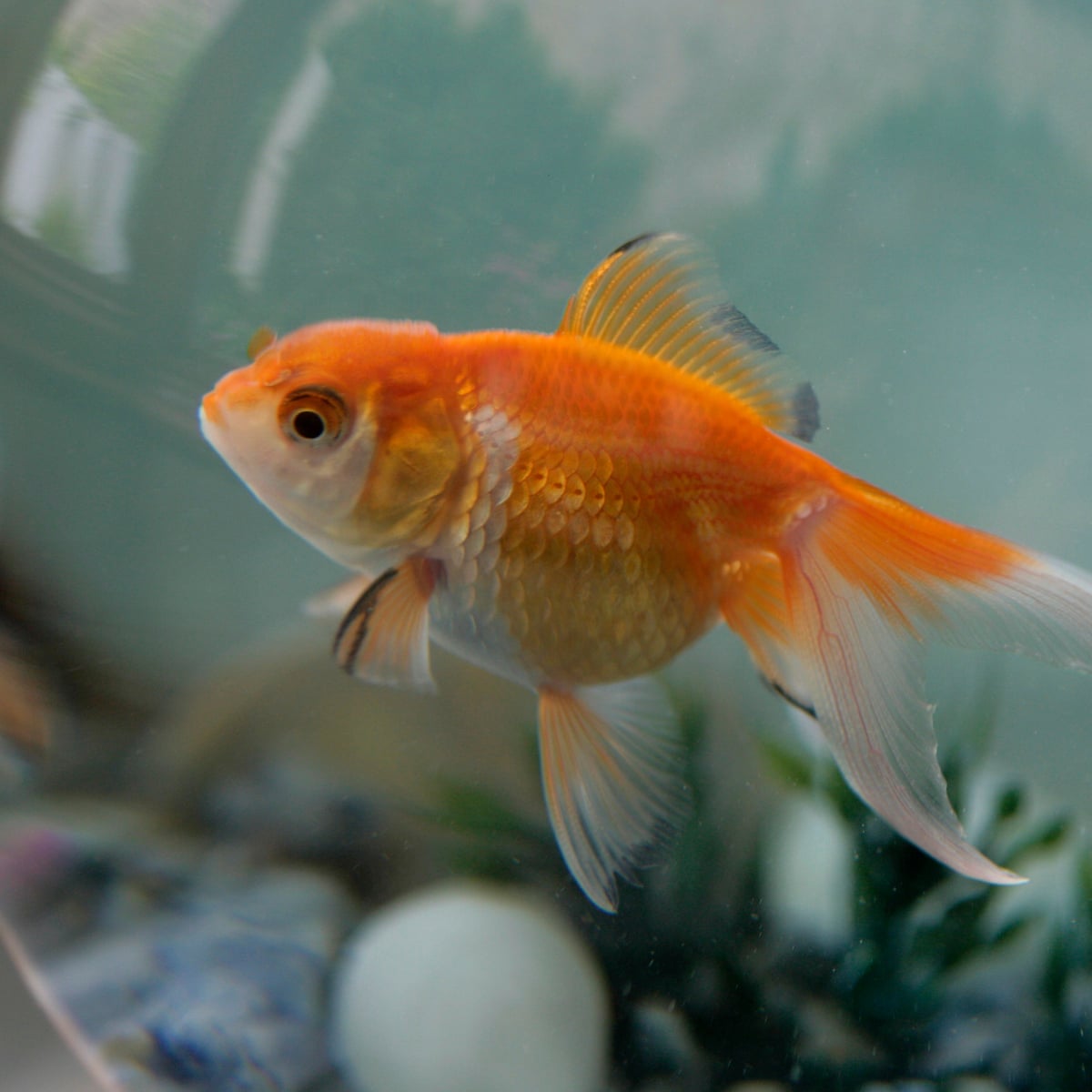 Is A Pet Fish Worth It? Exploring The Joy And Responsibilities