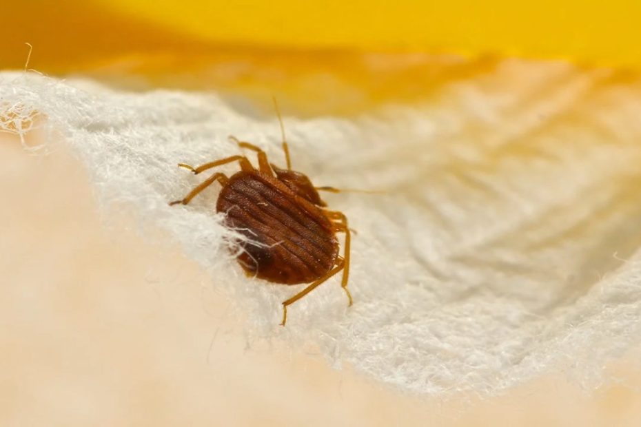 Does Rubbing Alcohol Kill Bedbugs: Yes, But Is It Worth The Risk?
