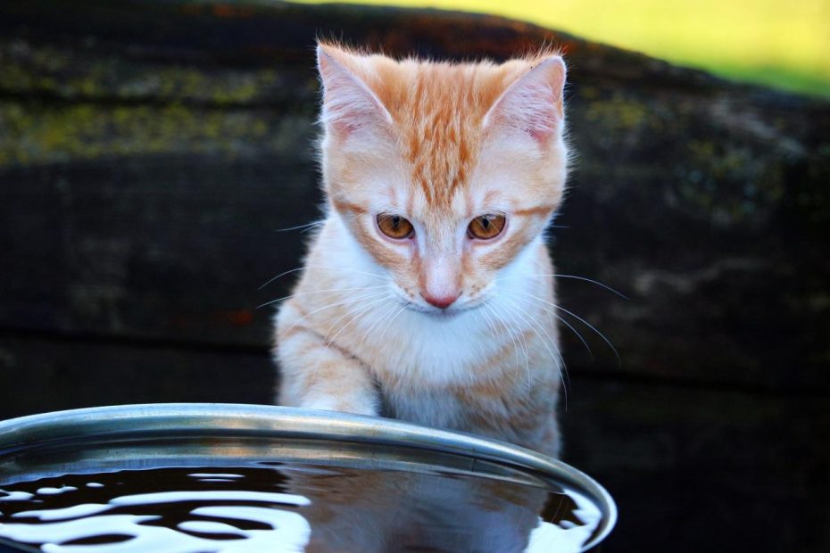 Why Are Cats Afraid Of Water? How Can We Fix It? | Mad Paws Blog