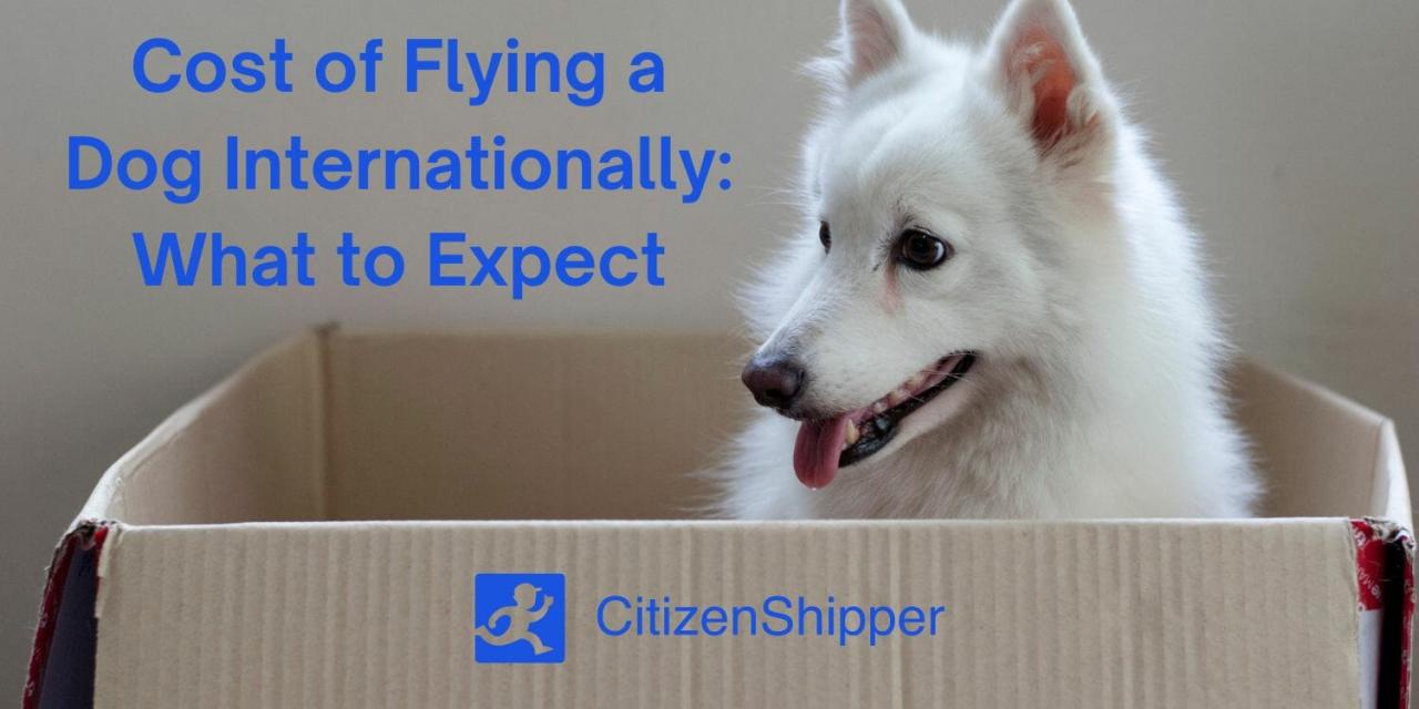 How Much Does It Cost To Transport A Dog Internationally?