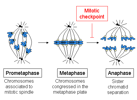 Metaphase - Wikipedia