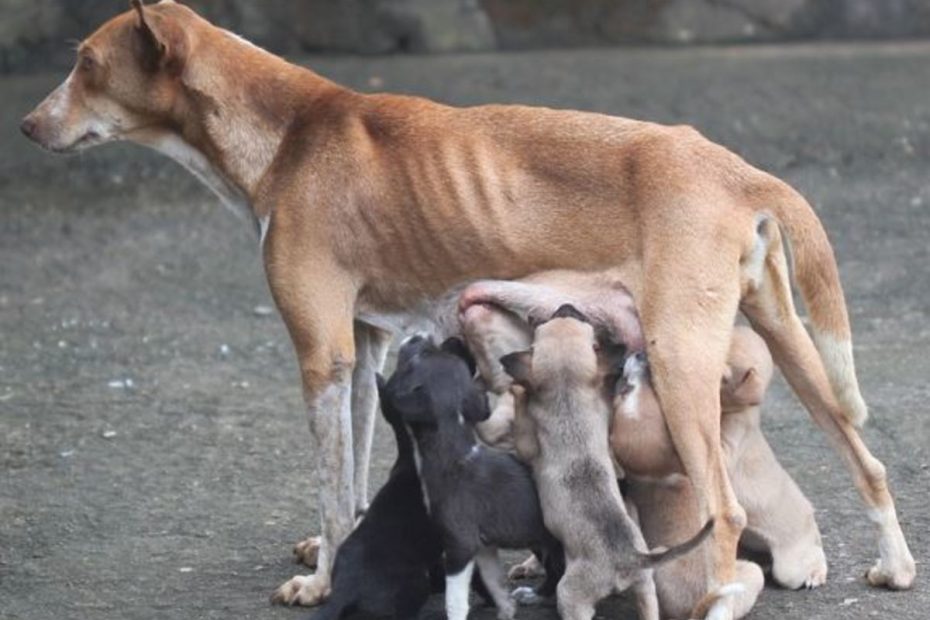 how-long-does-a-female-dog-bleed-while-in-heat