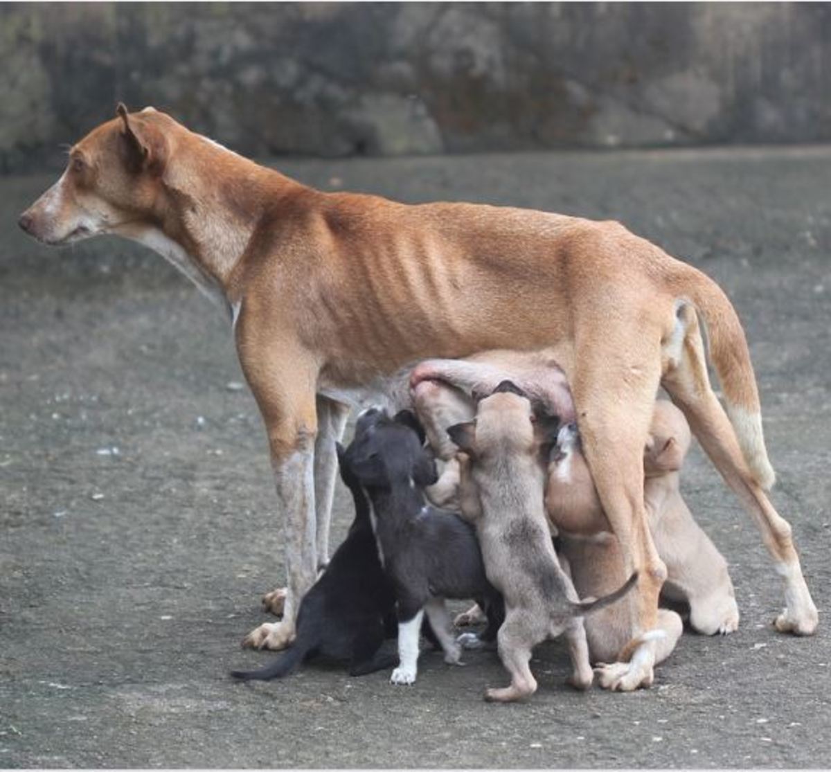 how-long-does-a-female-dog-bleed-after-having-puppies-postpartum