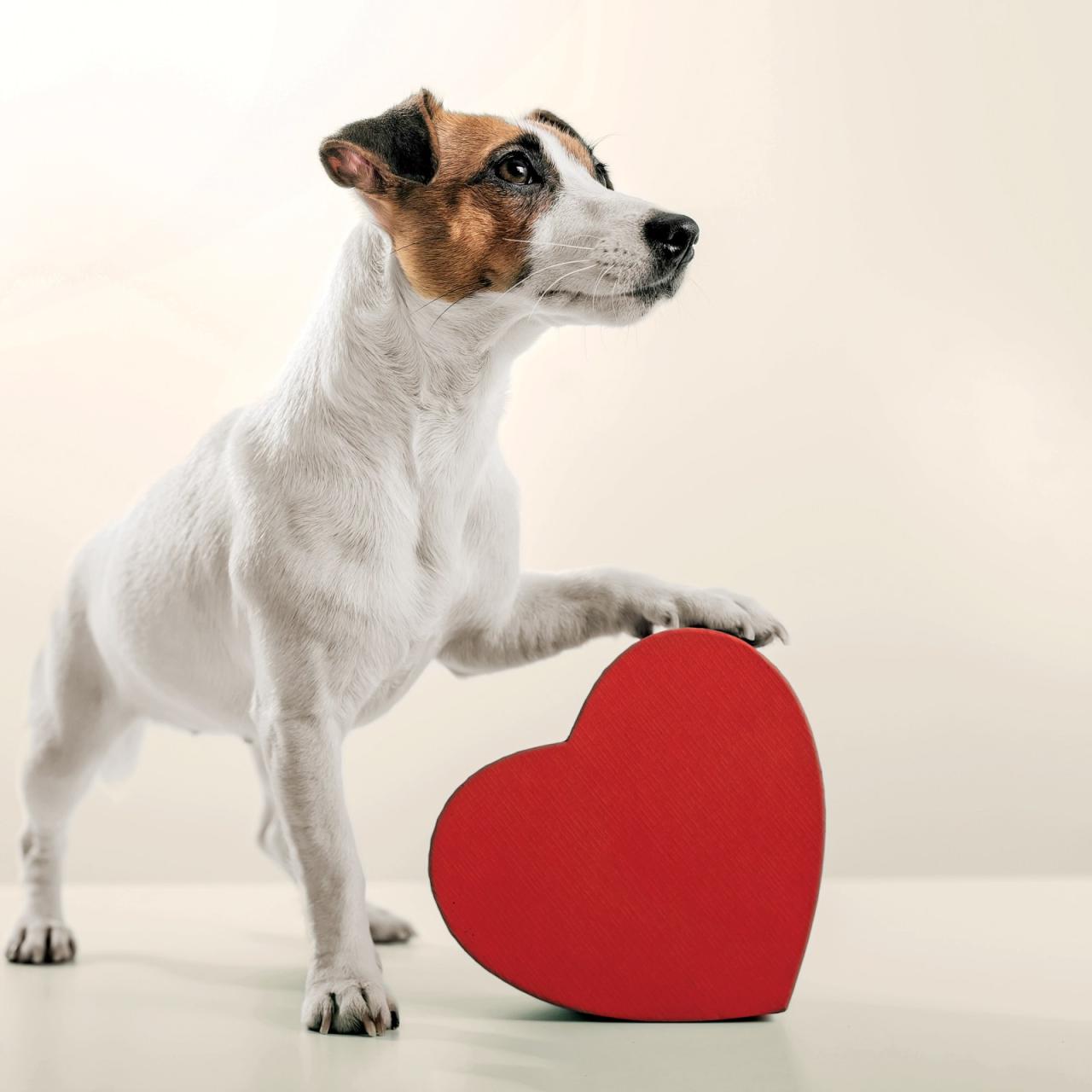 Does Your Dog Truly Love You? Science Has The Answer