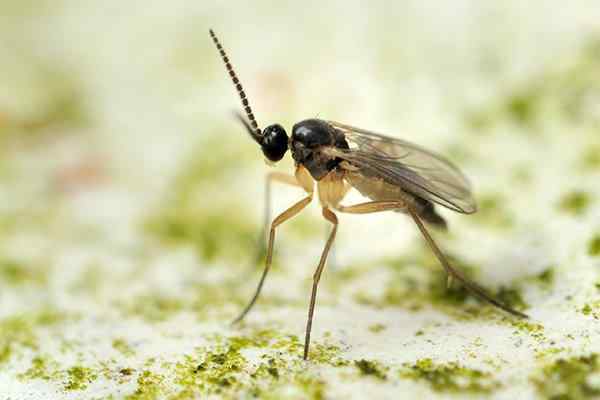 Fungus Gnat Identification Guide | How To Get Rid Of Fungus Gnats