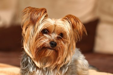 What Can Yorkies Eat? Here Are Fruits & Vegetables Safe For Your Yorkie |  Cuteness