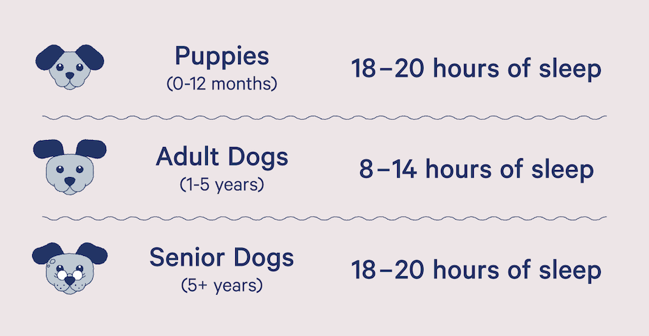 Quick Answer: How Much Should A 6 Month Old Dog Sleep?