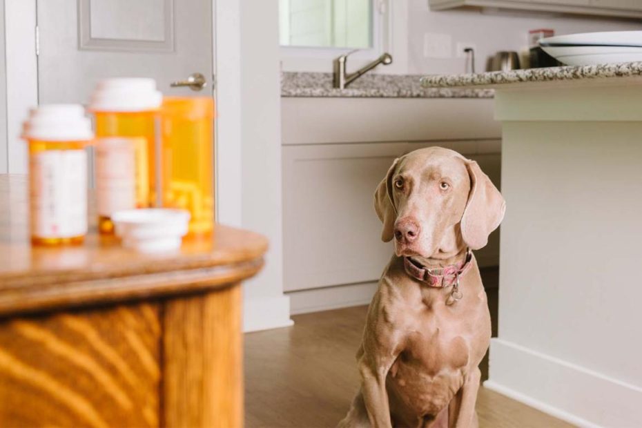 Human Medications That Aren'T Safe For Dogs | Zoetis Petcare