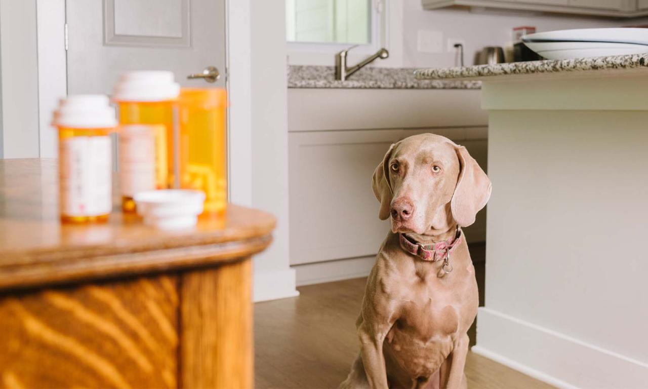 Human Medications That Aren'T Safe For Dogs | Zoetis Petcare