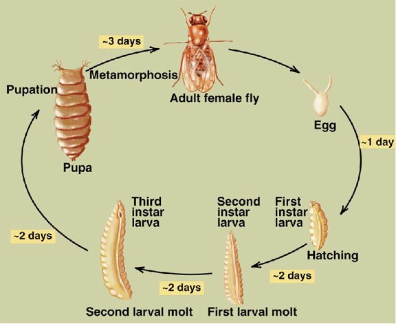 How Do Maggots Appear Out Of Nowhere: Unraveling Natures Mysteries