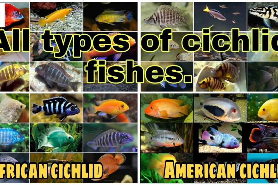 Types Of Cichlids: Unique Cichlids You Can Keep In Your Home Tank