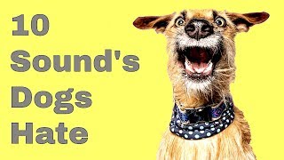 Top 10 Sounds Dogs Hate - Youtube
