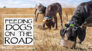 Hunting Dog Health - How We Feed Dogs While On A Hunting Trip - Youtube