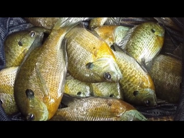 Catch Tons Of Catfish Bait With Slim Jims - Store Live Bait In Keepnet  -Portable Live Well - Youtube