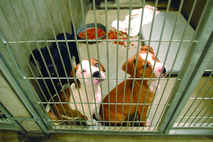 Overcrowded Animal Shelters And Overworked Shelter Workers: What Can Be  Done? - Whole Dog Journal