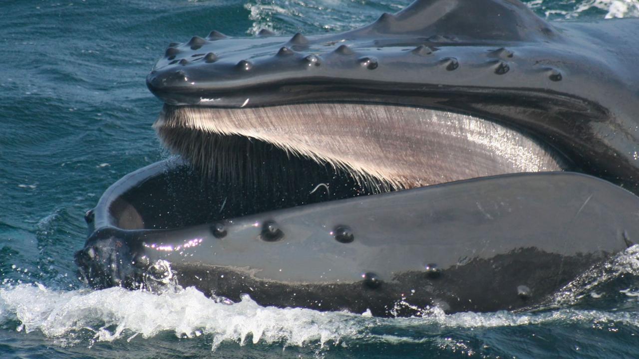 Can You Really Live Inside A Whale? Exploring The Unthinkable