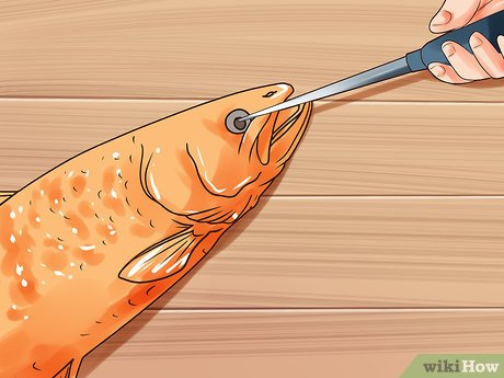3 Ways To Humanely Kill A Fish - Wikihow