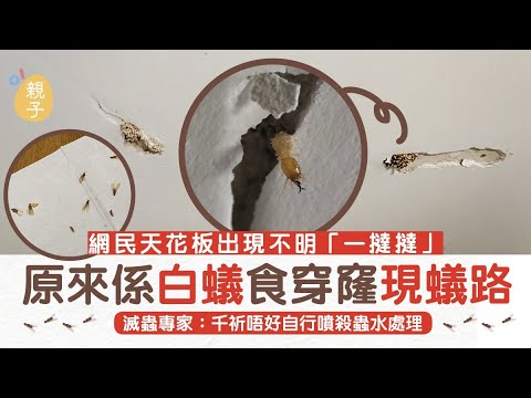 白蟻｜網民天花板被食出「蟲洞」蟻路　專家籲勿自行以殺蟲劑處理