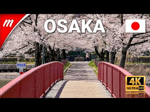 Osaka’s Best Riverside Cherry Blossom Viewing Spot, Kema Sakuranomiya Park Walking Tour